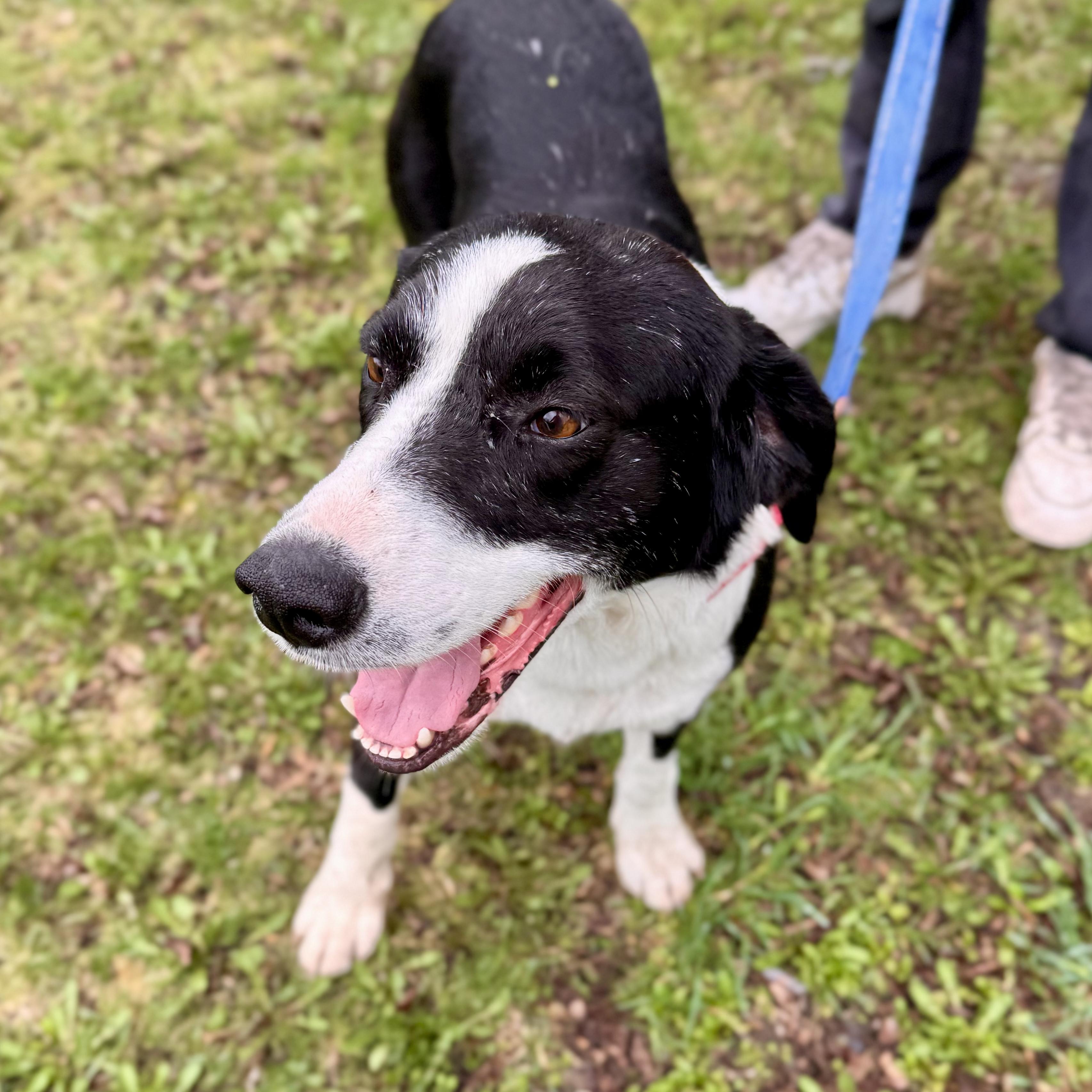 Enlarge Ezekiel, an adopted mixed breed in Midland, MI image 3/5