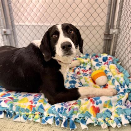 Enlarge Ezekiel, an adopted mixed breed in Midland, MI image 4/5