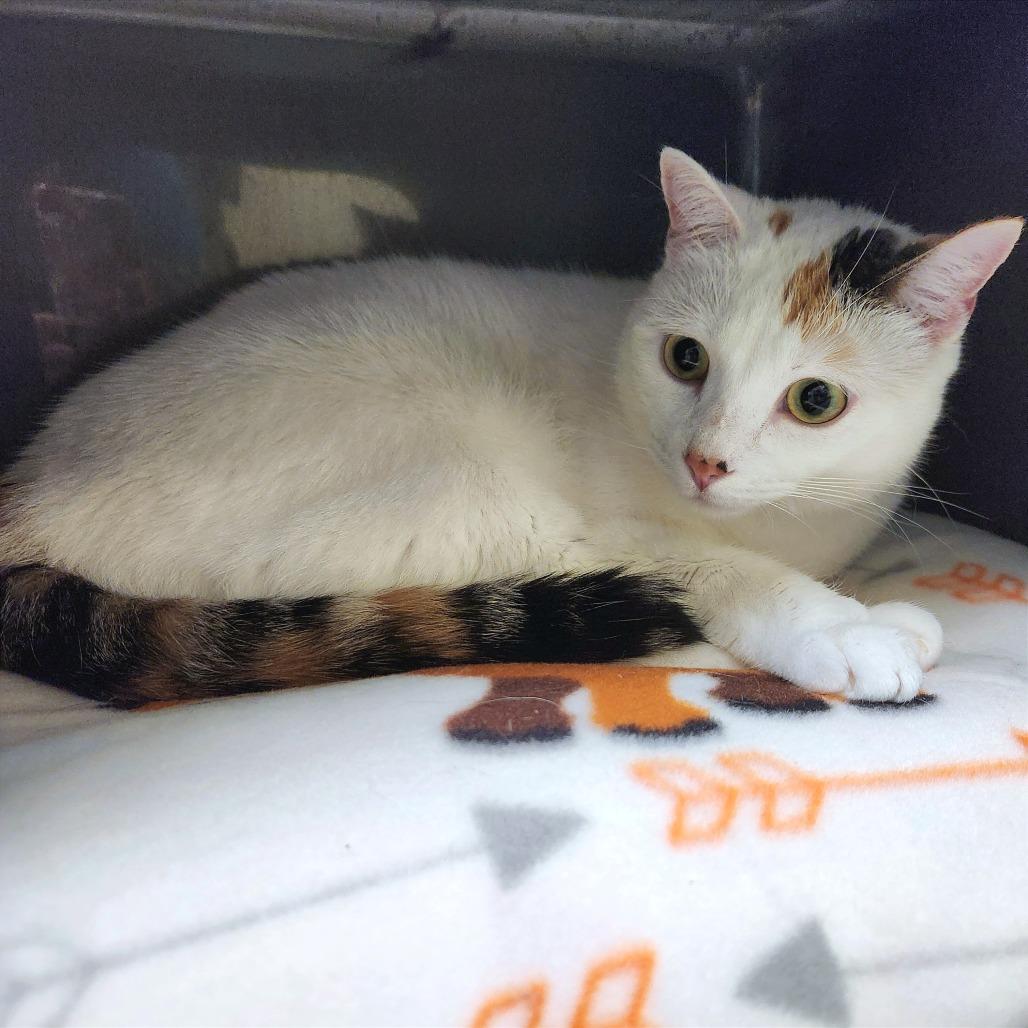 Harley — thumbnail 2