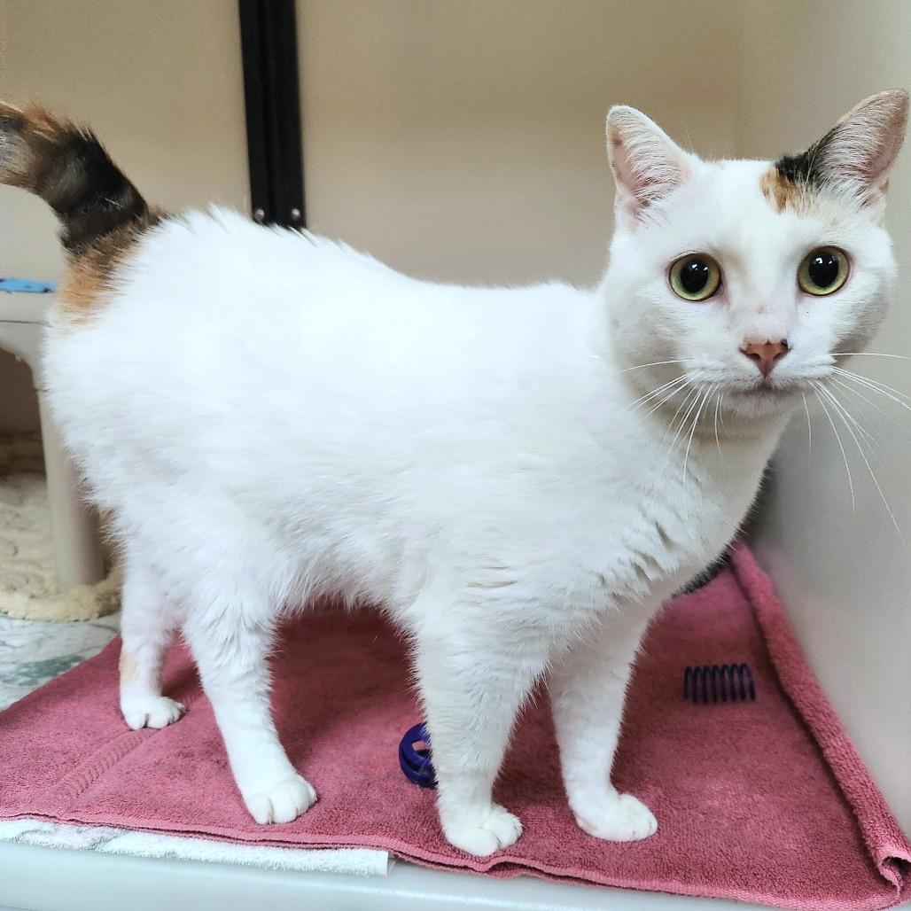 Harley — thumbnail 3