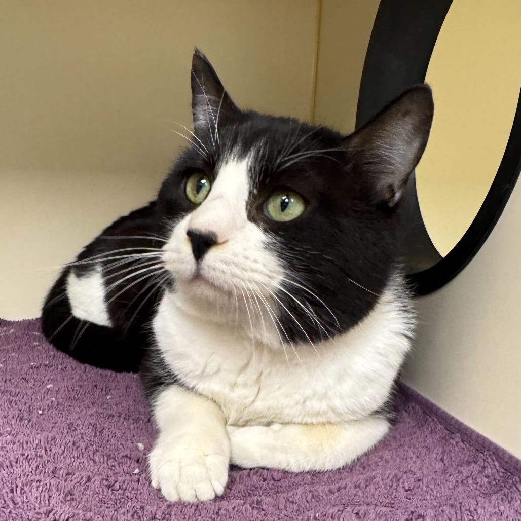 Twinkie, Adoptable, Adult Male Domestic Short Hair.