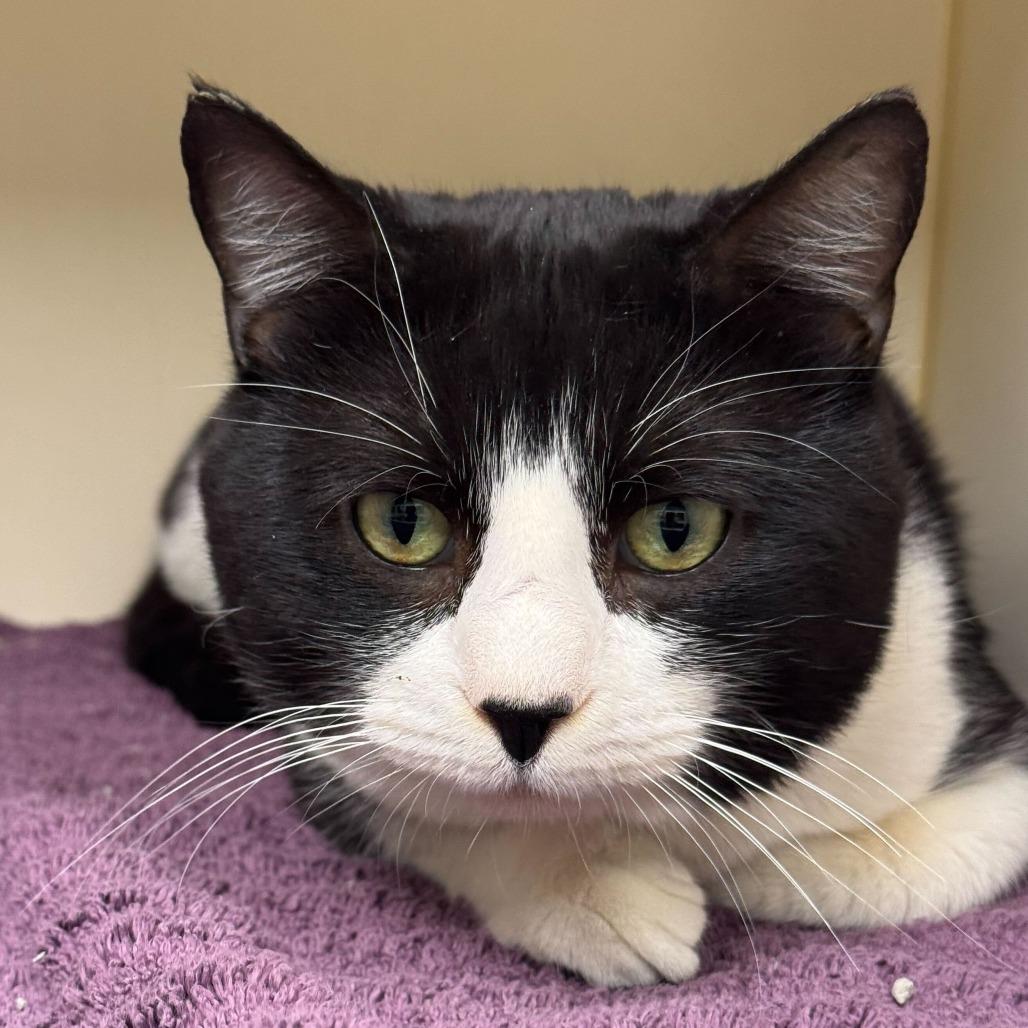 Twinkie, a Adoptable Domestic Short Hair in Dayton, OH image 3/4