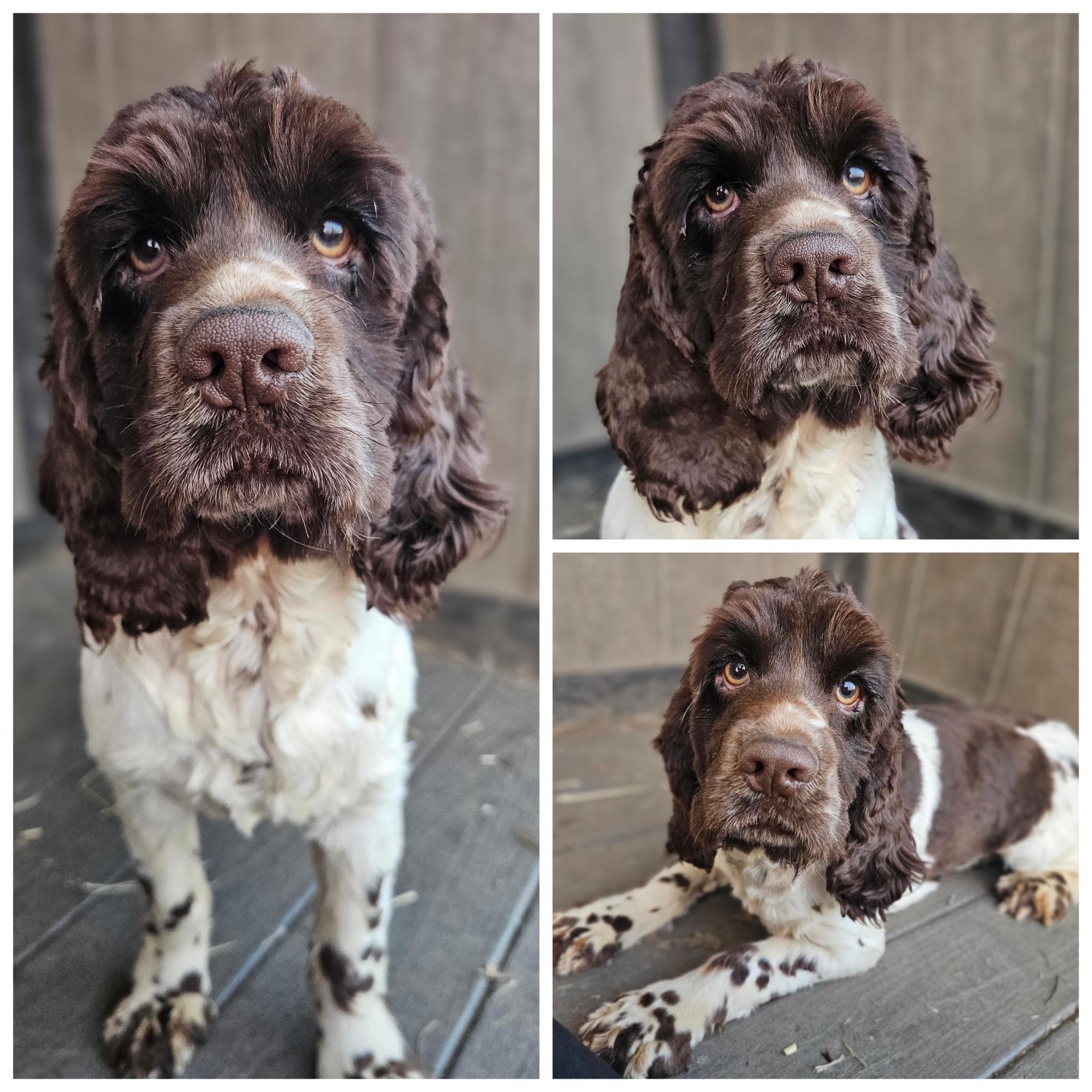 Atlas , adopted, Young Male Cocker Spaniel.