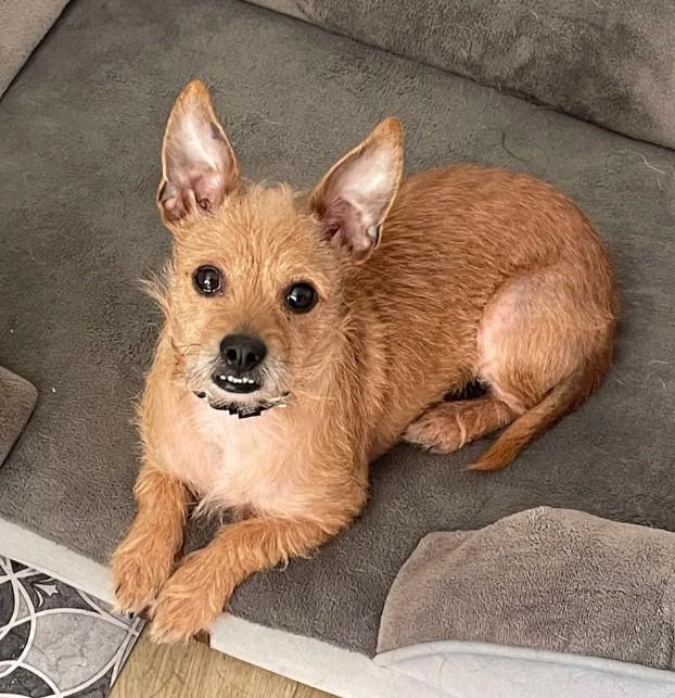 Midge, Adoptable, Adult Female Wirehaired Terrier.