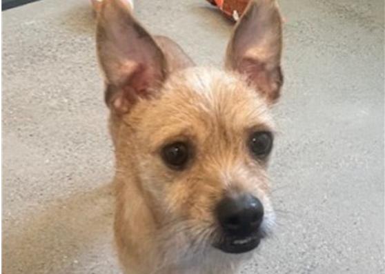 Midge, Adoptable, Adult Female Wirehaired Terrier.