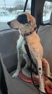 Foster/Foster to Adopt Needed - Maverick, Adoptable, Adult Male English Setter.