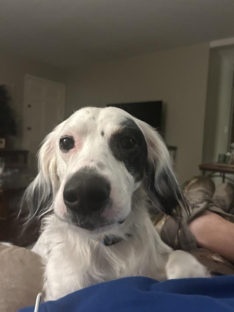 Enlarge Foster/Foster to Adopt Needed - Maverick, a Adoptable English Setter in Havertown, PA image 2/4