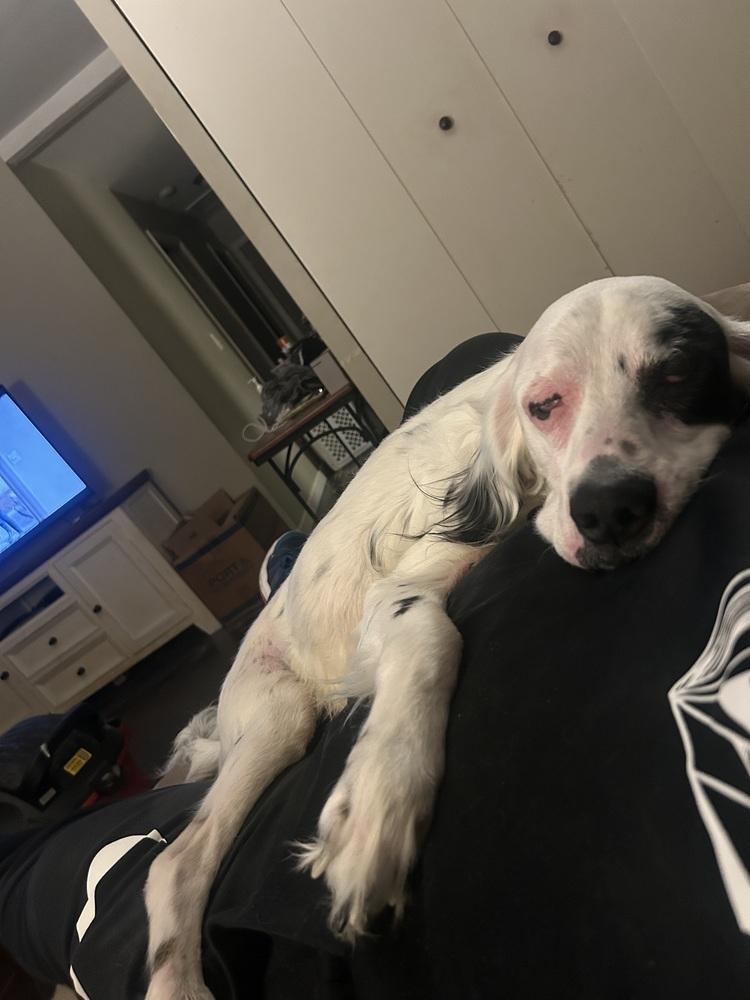 Enlarge Foster/Foster to Adopt Needed - Maverick, a Adoptable English Setter in Havertown, PA image 3/4
