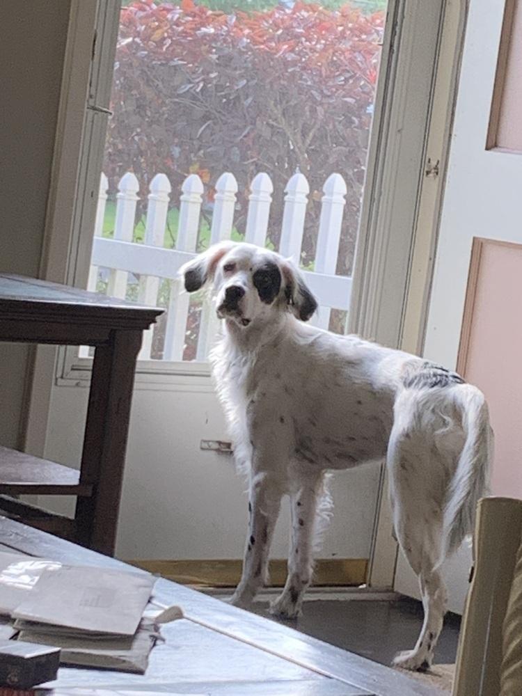Enlarge Foster/Foster to Adopt Needed - Maverick, a Adoptable English Setter in Havertown, PA image 4/4