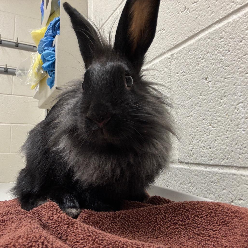 Stormy, Adoptable, Young Female American.