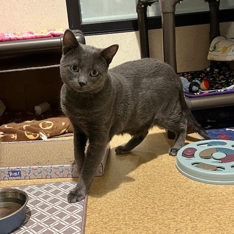 Smokey, Adoptable, Adult Male Domestic Short Hair.
