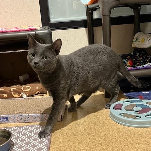 Enlarge Smokey, a Adoptable Domestic Short Hair in Ballston Spa, NY image 2/6