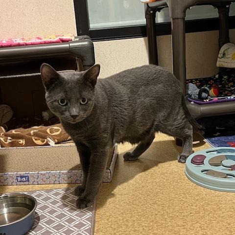 Enlarge Smokey, a Adoptable Domestic Short Hair in Ballston Spa, NY image 6/6