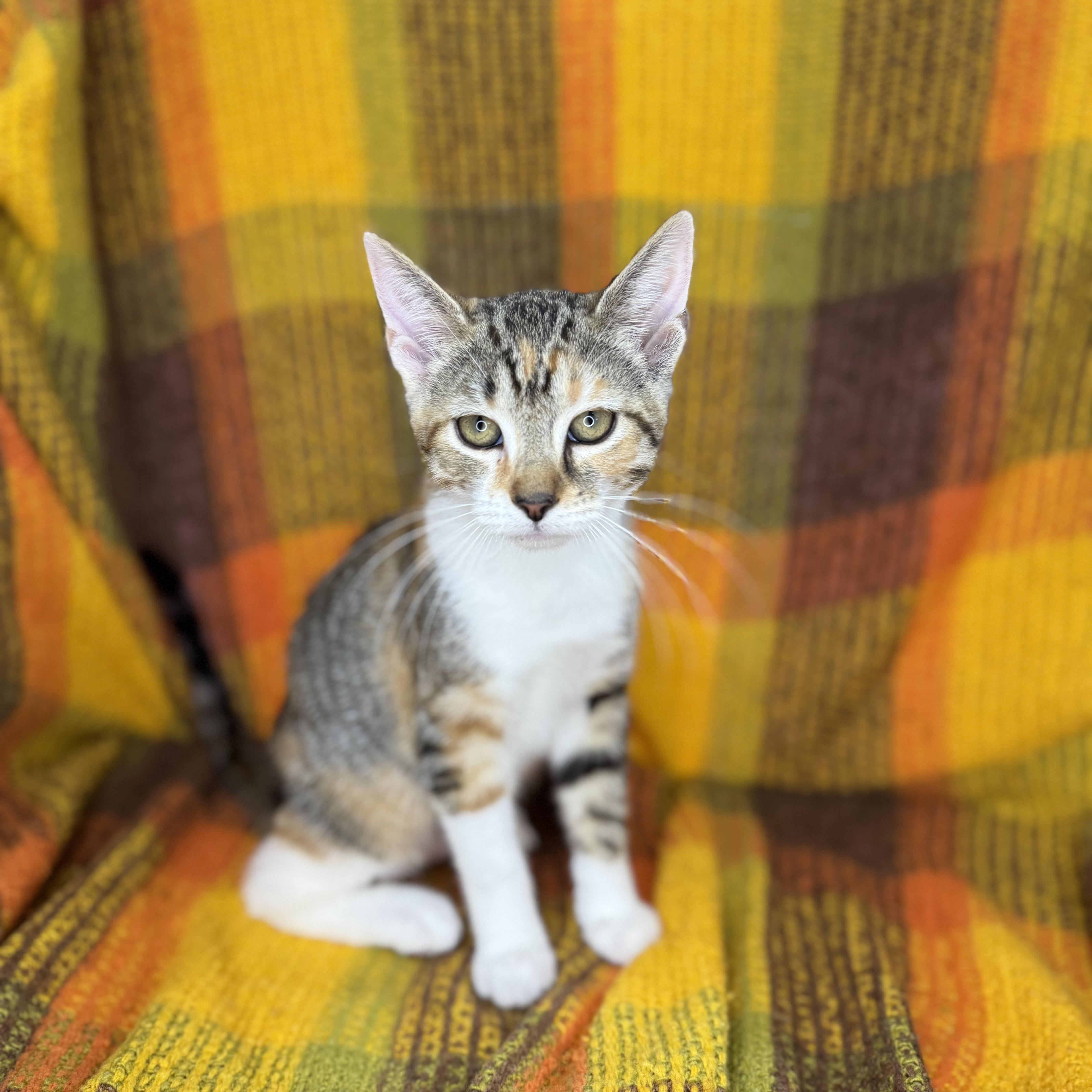 Enlarge Mrs. Paws, a Adoptable mixed breed in Mount Vernon, IL image 5/6