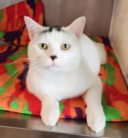 Moe, ADOPTABLE, Adult Male Domestic Short Hair.