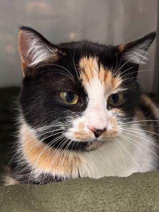 Enlarge Reese, an adopted mixed breed in Bedford, IN image 1/1