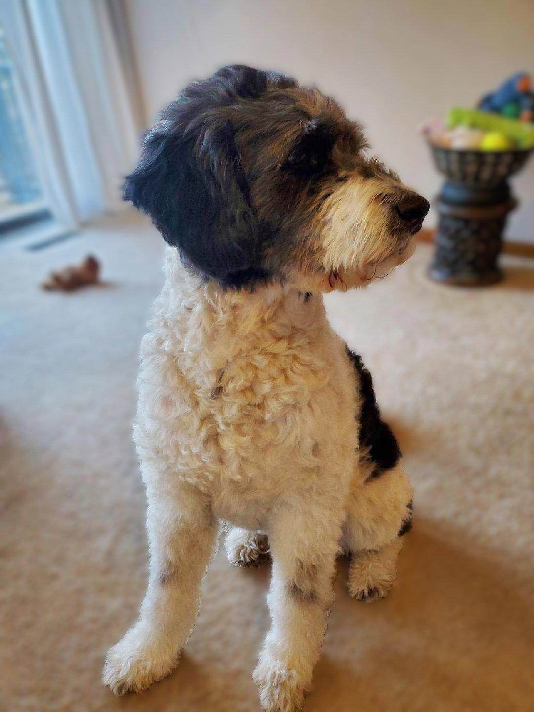 "Otis", Adoptable, Adult Male Standard Poodle & Akita.