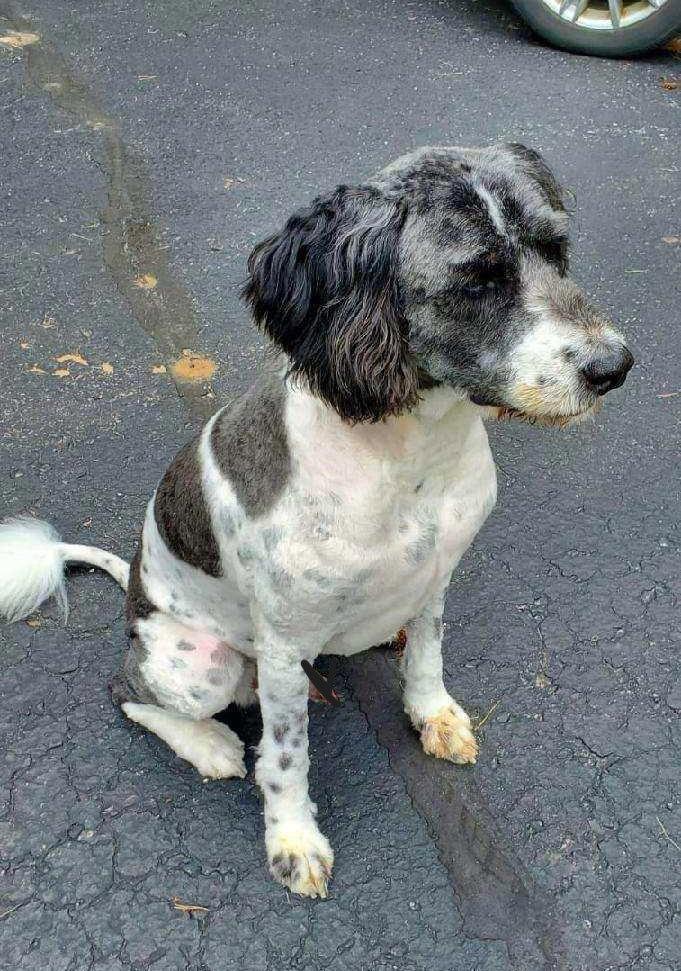 Enlarge "Otis", a Adoptable mixed breed in Rootstown, OH image 2/3