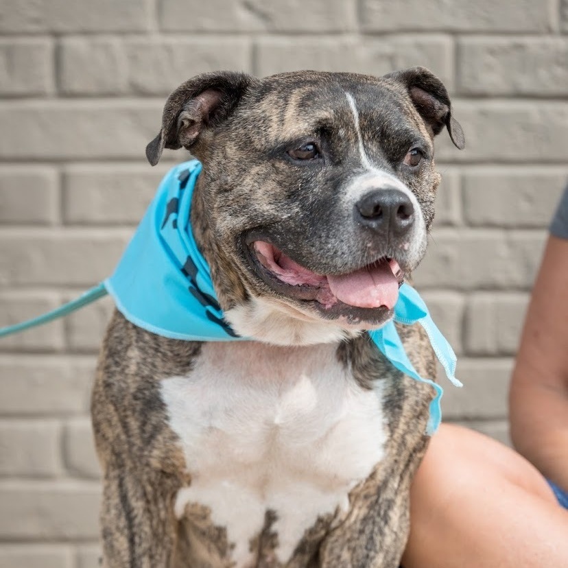 Enlarge Tia Marie, a Adoptable mixed breed in Springfield, MO image 2/6