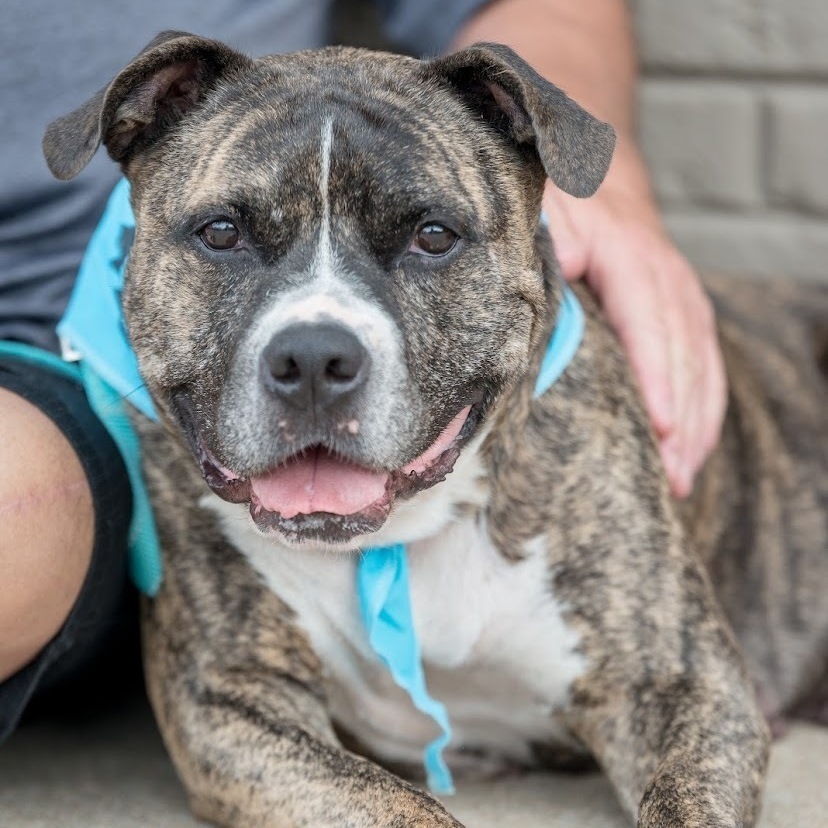 Enlarge Tia Marie, a Adoptable mixed breed in Springfield, MO image 3/6