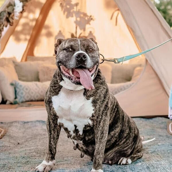 Enlarge Tia Marie, a Adoptable mixed breed in Springfield, MO image 5/6