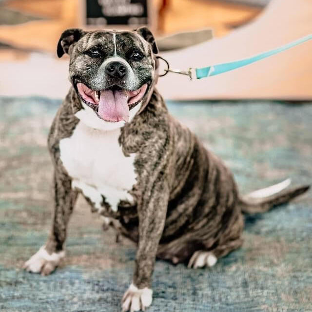 Enlarge Tia Marie, a Adoptable mixed breed in Springfield, MO image 1/6