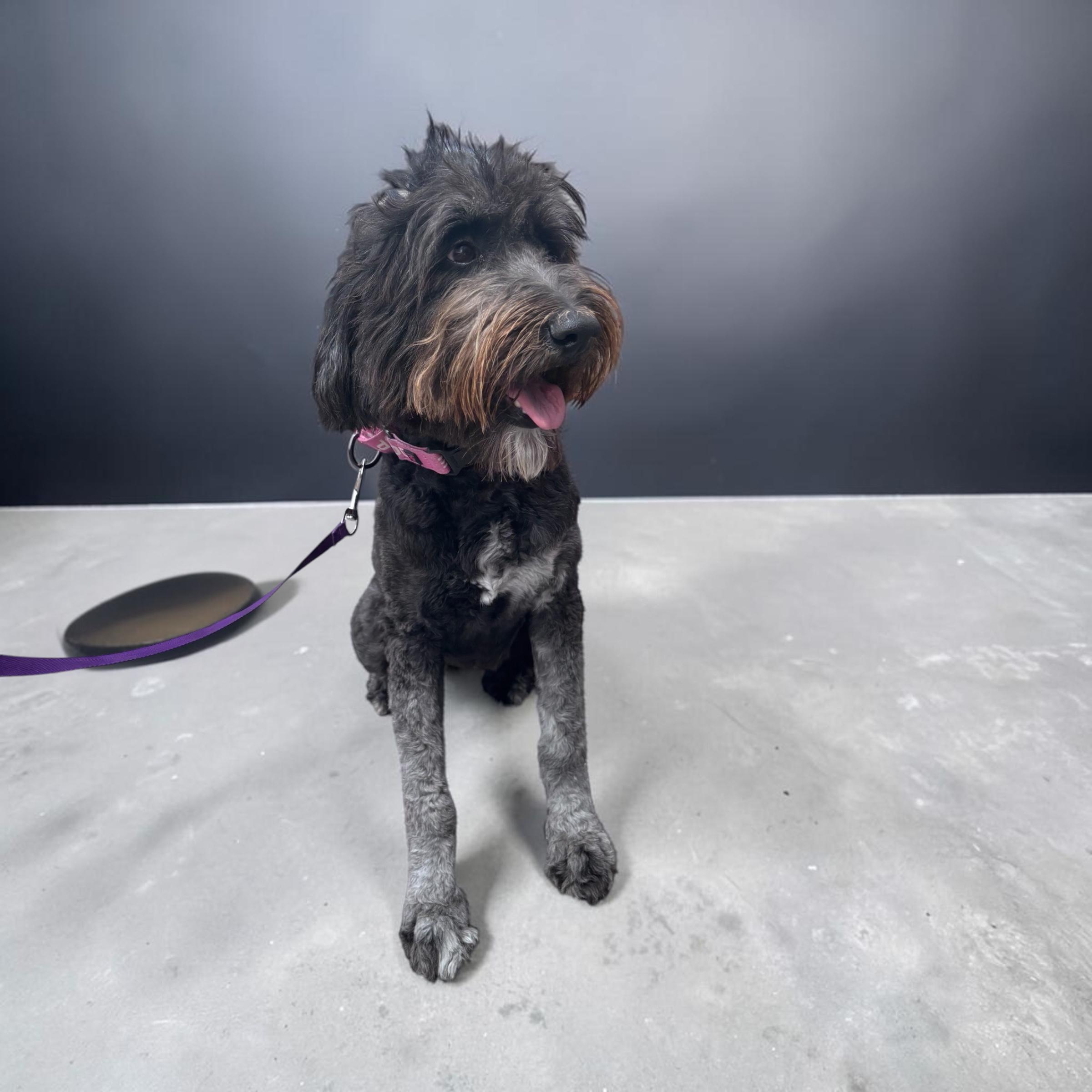 Luna, an adopted Aussiedoodle in Homosassa Springs, FL image 3/4