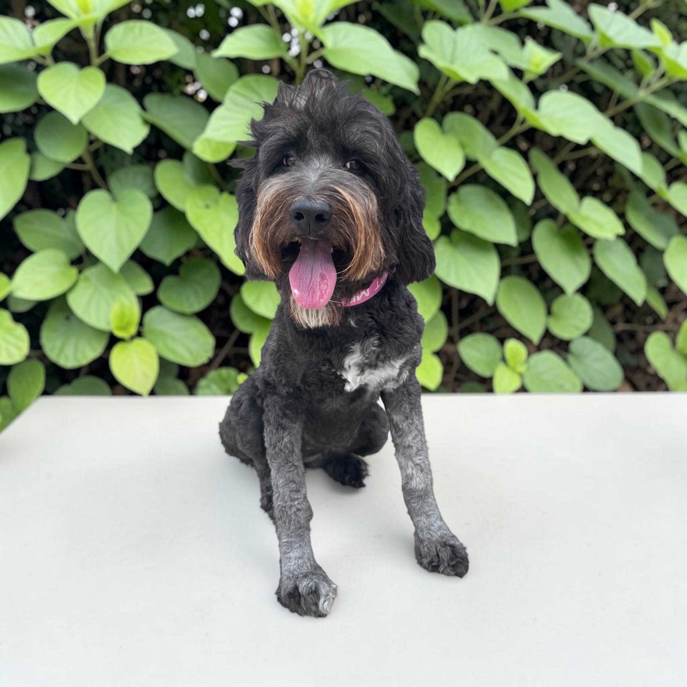 Luna, an adopted Aussiedoodle in Homosassa Springs, FL image 2/4