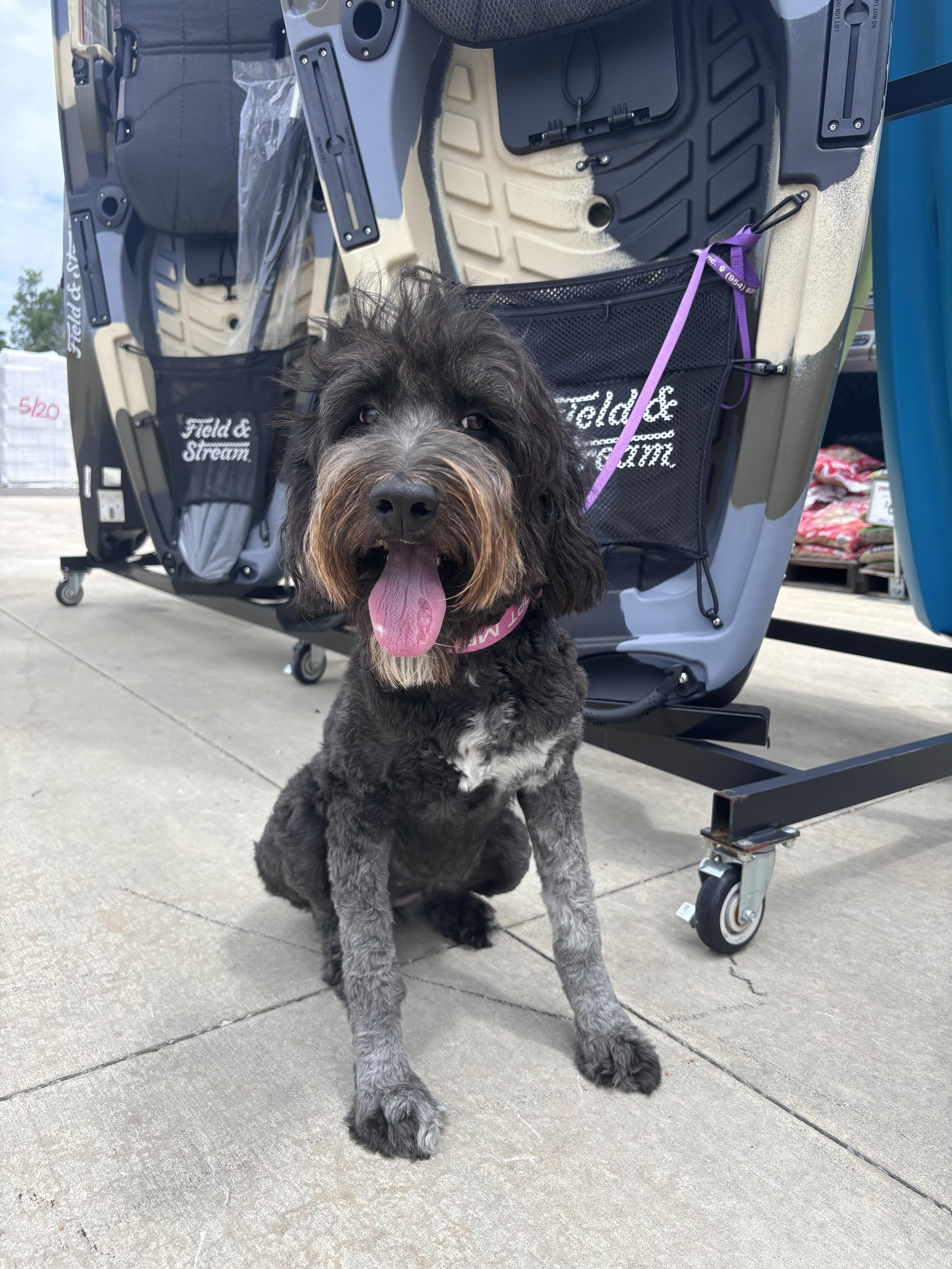 Luna, an adopted Aussiedoodle in Homosassa Springs, FL image 4/4