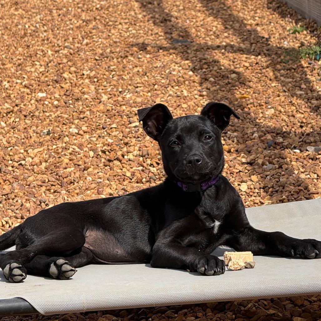Nancy, a Adoptable Mixed Breed in Southside, TN image 1/3