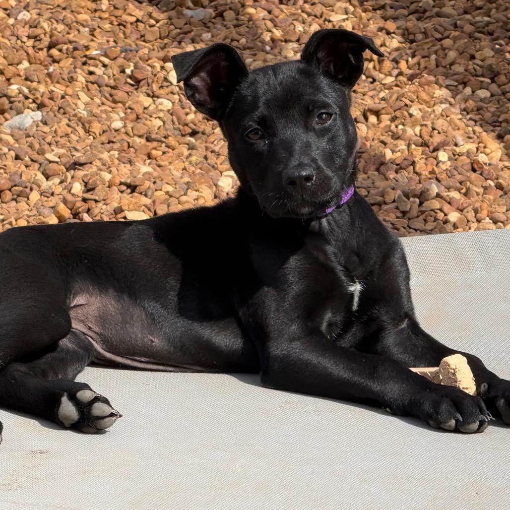 Nancy, a Adoptable Mixed Breed in Southside, TN image 2/3