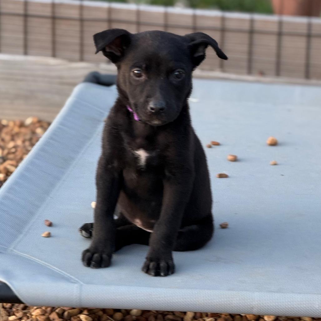 Nancy, Adoptable, Puppy Female Mixed Breed.