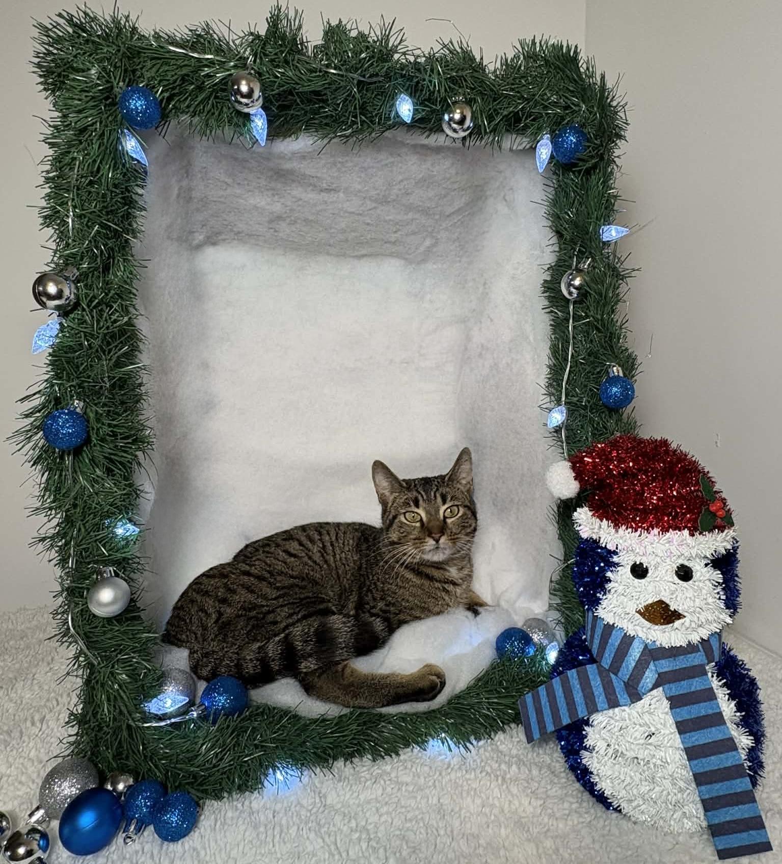 Enlarge EVERLY, a Adoptable Domestic Short Hair in Tillsonburg, ON image 5/5