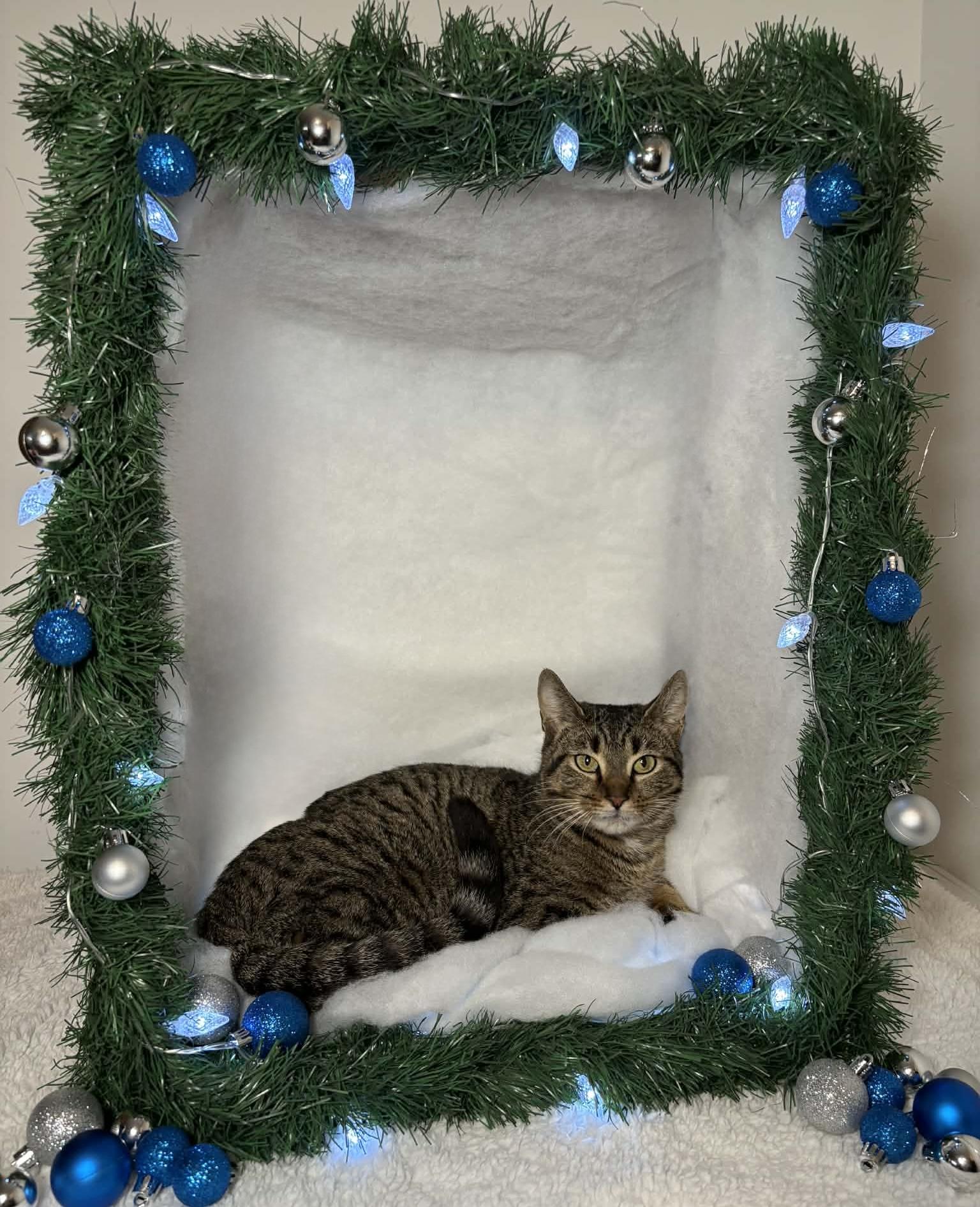 Enlarge EVERLY, a Adoptable Domestic Short Hair in Tillsonburg, ON image 3/5