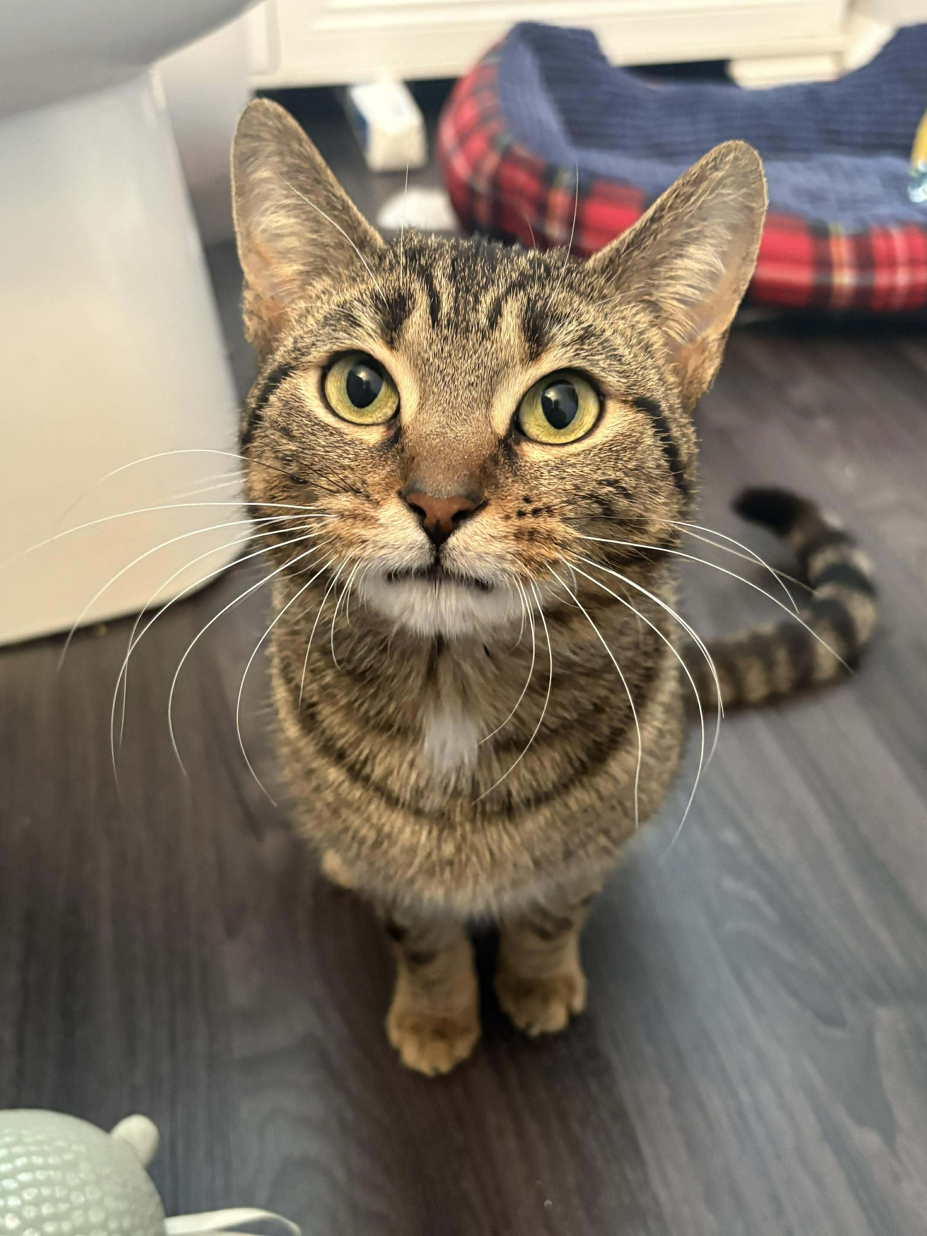 Enlarge EVERLY, a Adoptable Domestic Short Hair in Tillsonburg, ON image 1/5