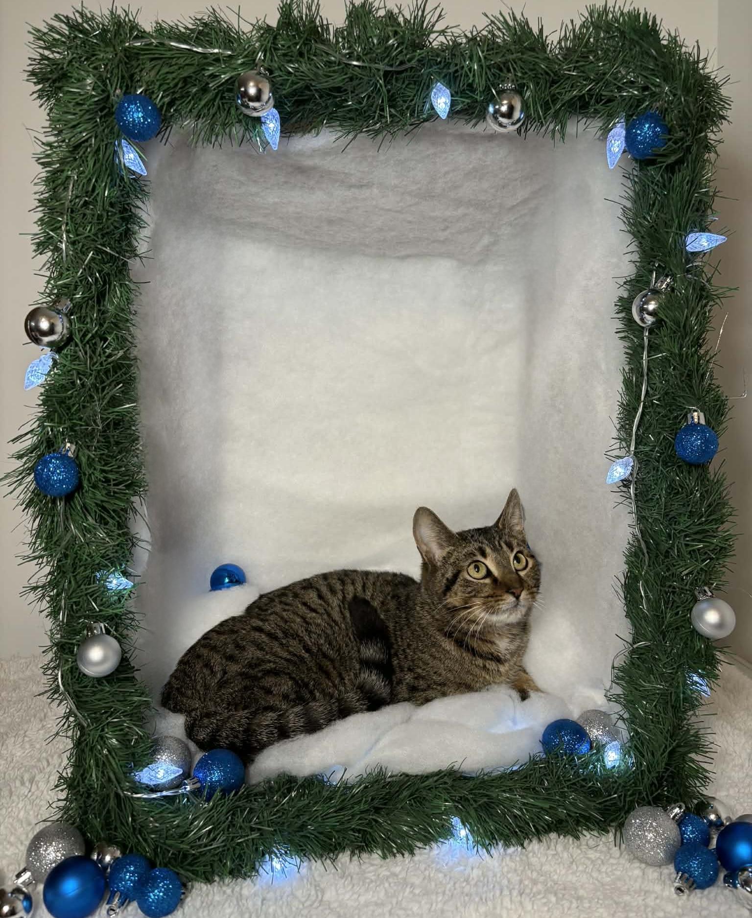 Enlarge EVERLY, a Adoptable Domestic Short Hair in Tillsonburg, ON image 4/5