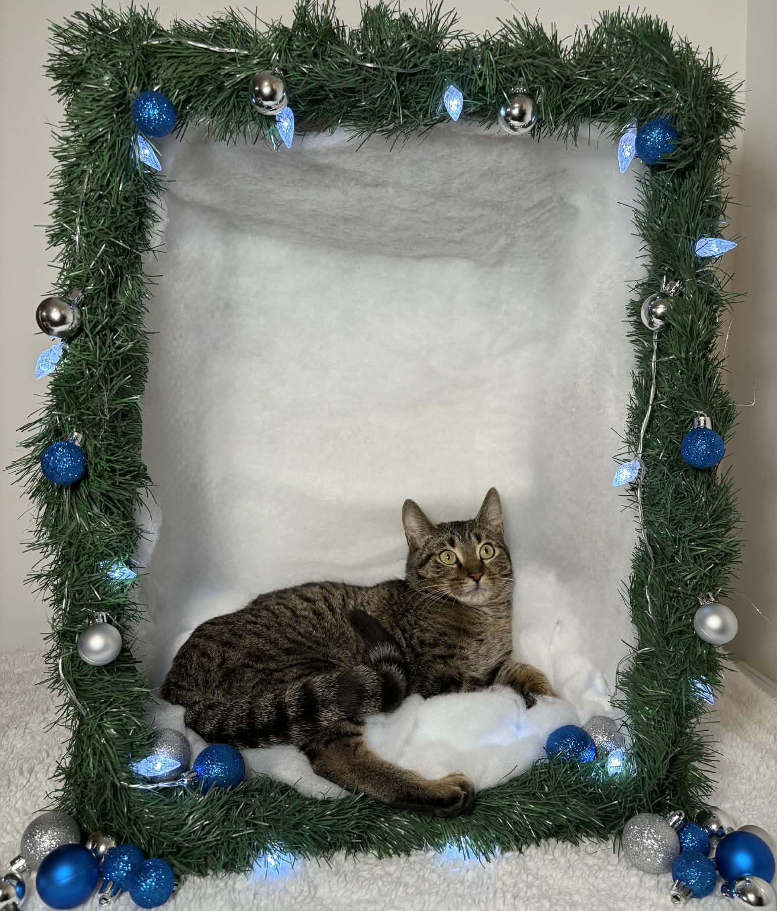 Enlarge EVERLY, a Adoptable Domestic Short Hair in Tillsonburg, ON image 2/5