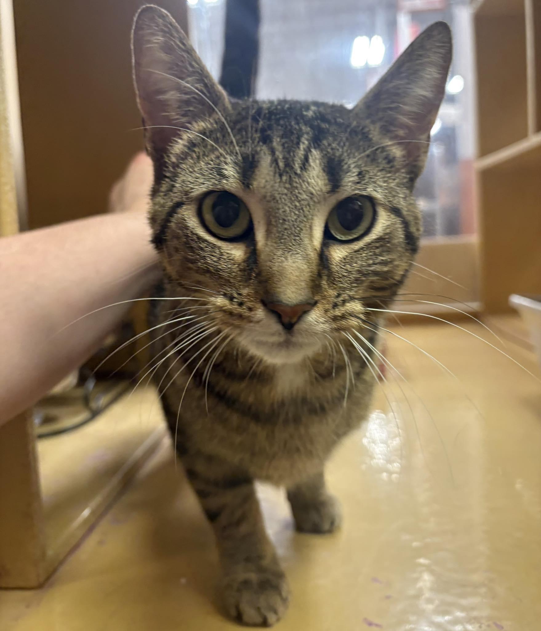 Enlarge EVERLY, a Adoptable Domestic Short Hair in Tillsonburg, ON image 2/6