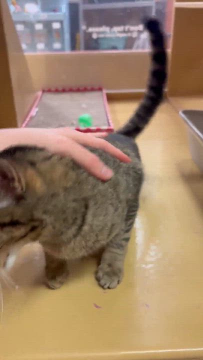 Enlarge EVERLY, a Adoptable Domestic Short Hair in Tillsonburg, ON video 3/6
