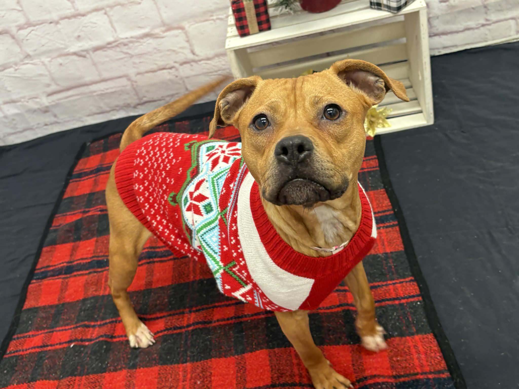 Wendy, a Adoptable mixed breed in Oxford, MI image 4/6