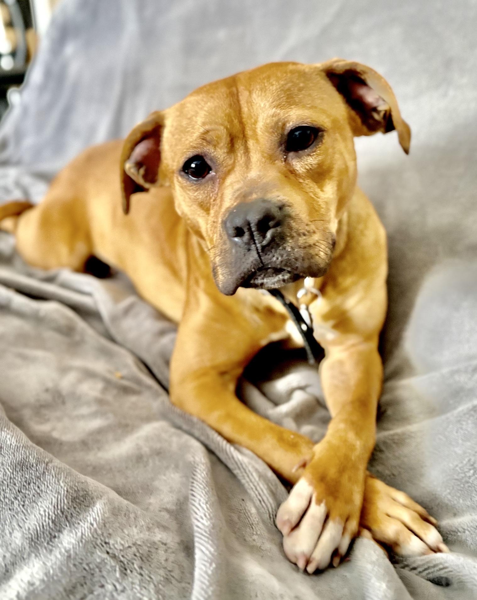 Enlarge Wendy, an adopted mixed breed in Oxford, MI image 1/6