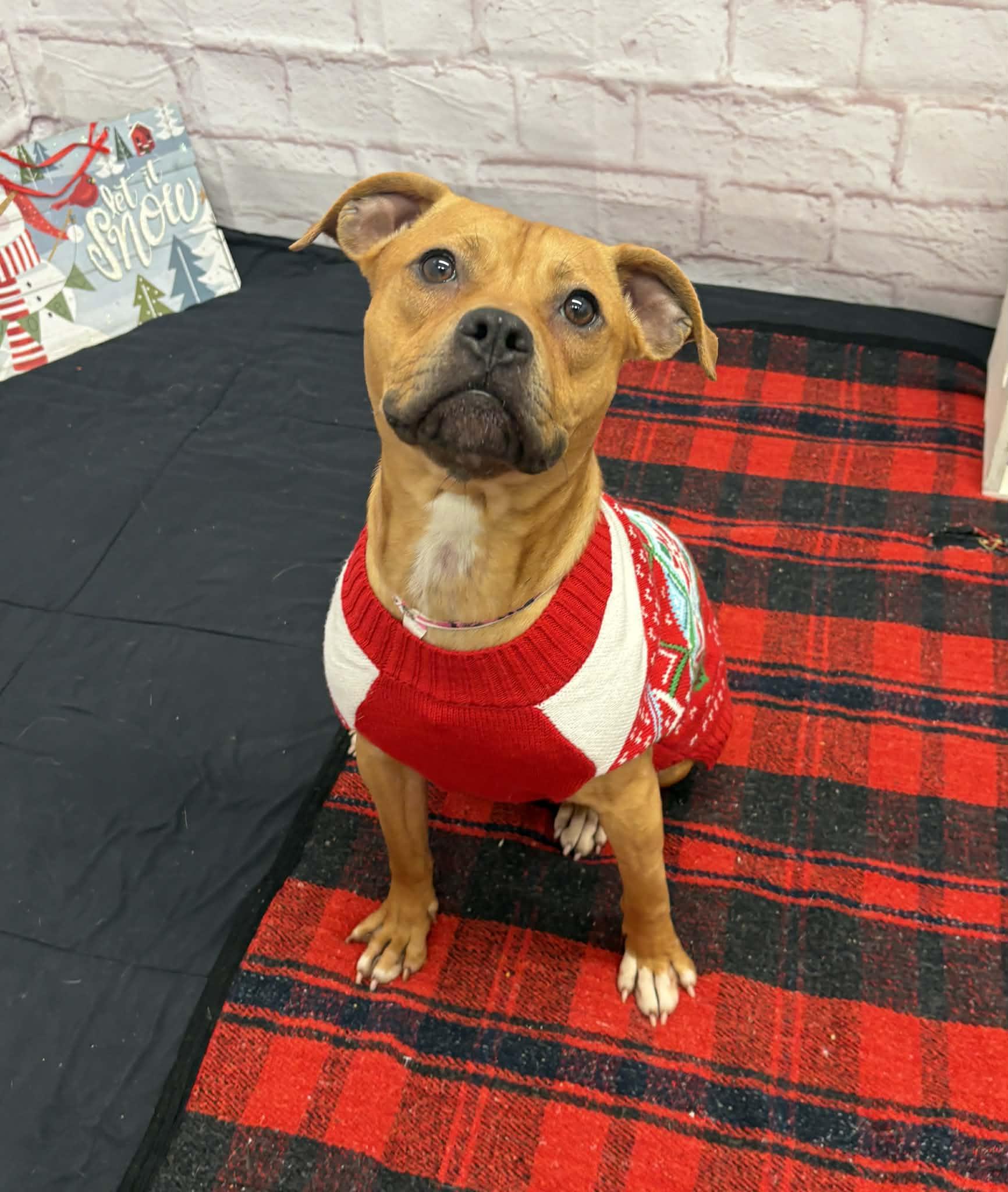 Wendy, a Adoptable mixed breed in Oxford, MI image 5/6