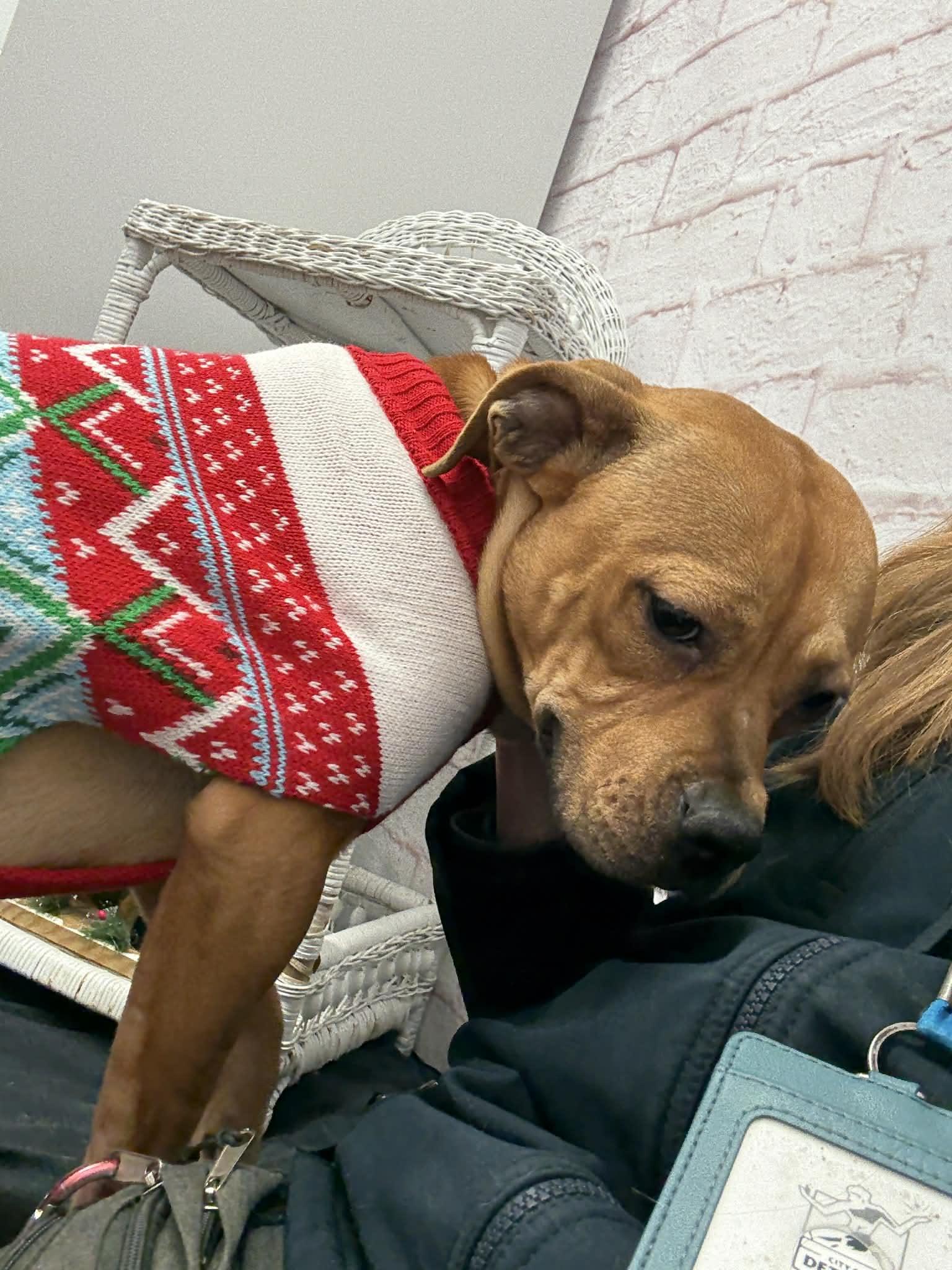 Wendy, a Adoptable mixed breed in Oxford, MI image 6/6