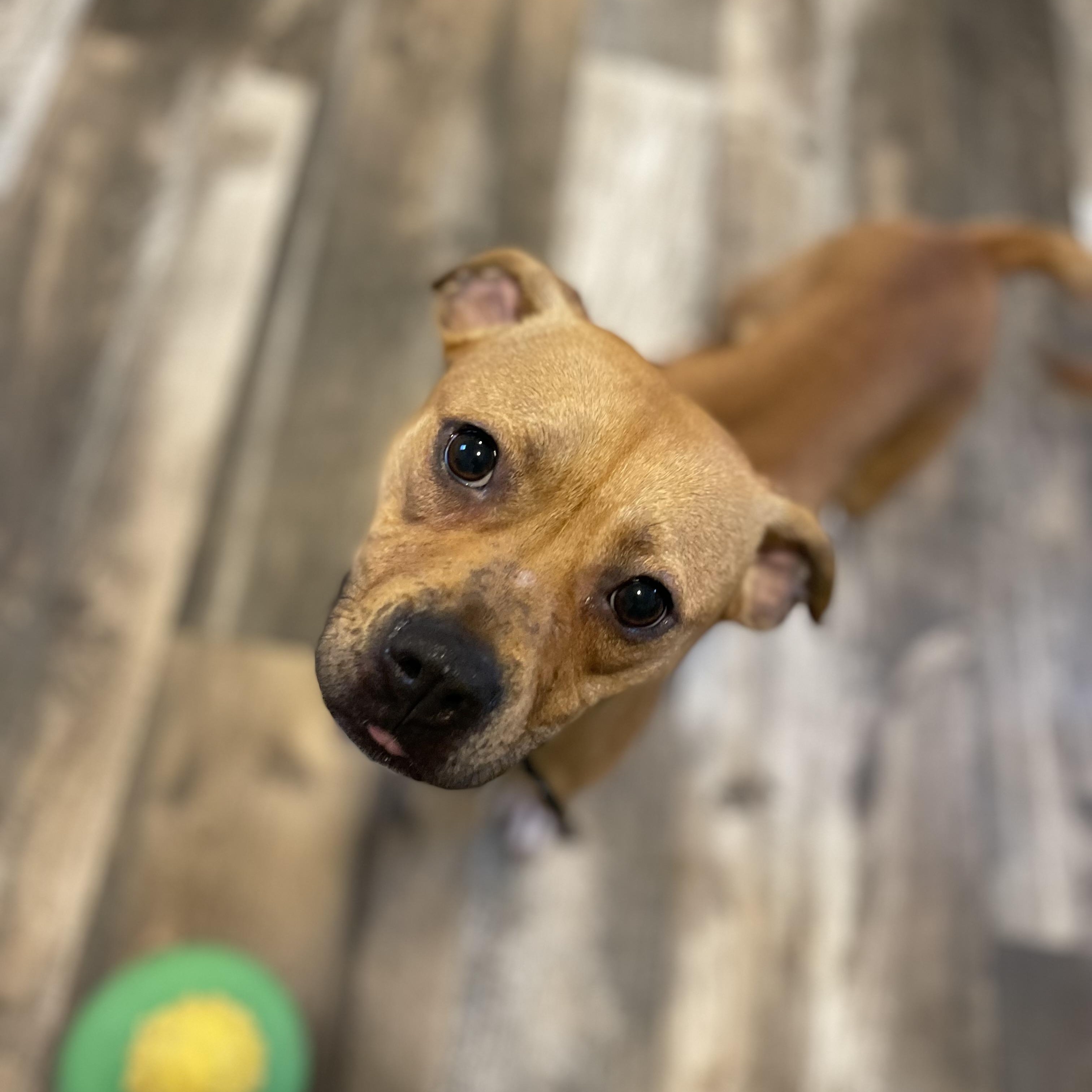 Wendy, Adoptable, Young Female Boxer & Mixed Breed.