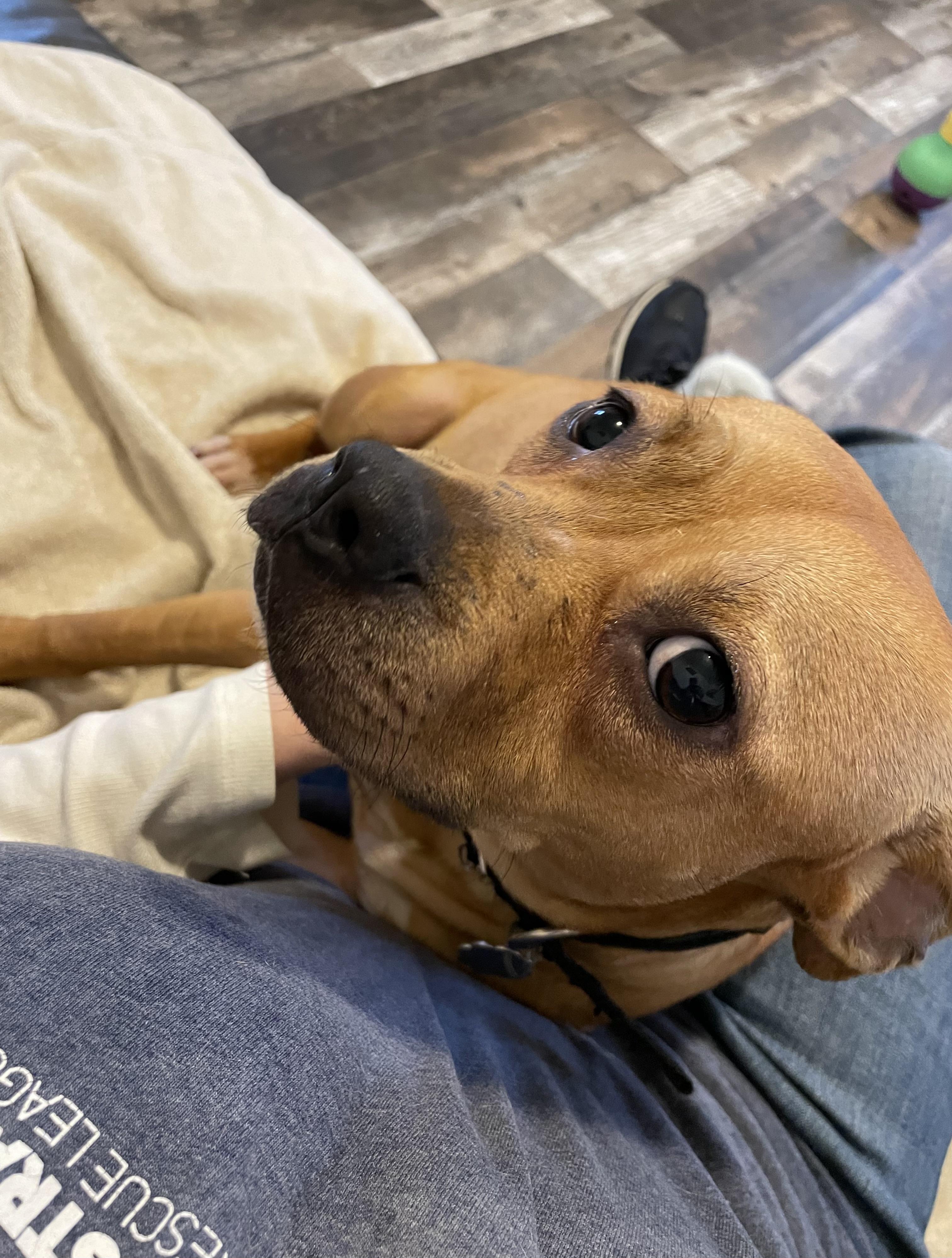 Wendy, a Adoptable mixed breed in Oxford, MI image 2/6