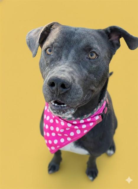 ZUKO, Adoptable, Young Male Mixed Breed.