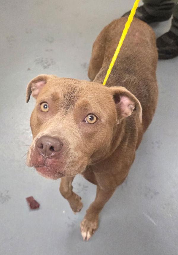 26-09-2655 Lucy, Adoptable, Adult Female Pit Bull Terrier.