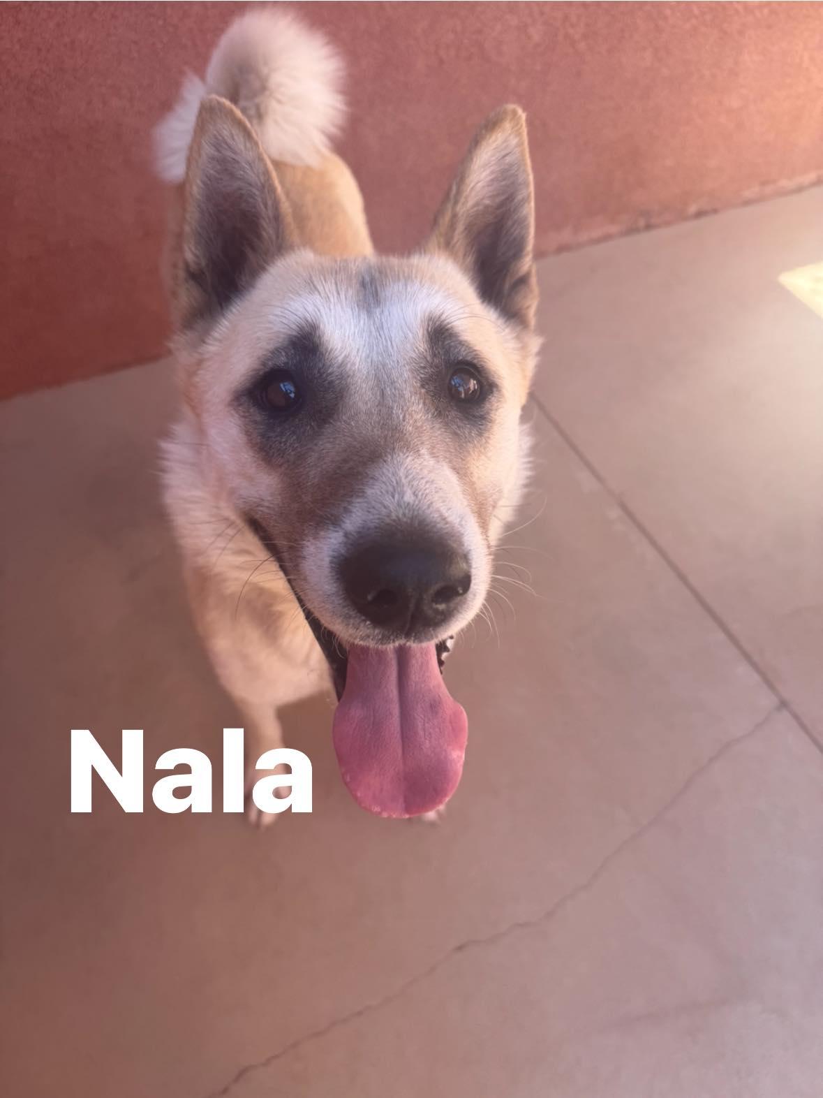 Enlarge Nala, a ADOPTABLE Husky in Ivins, UT image 1/2