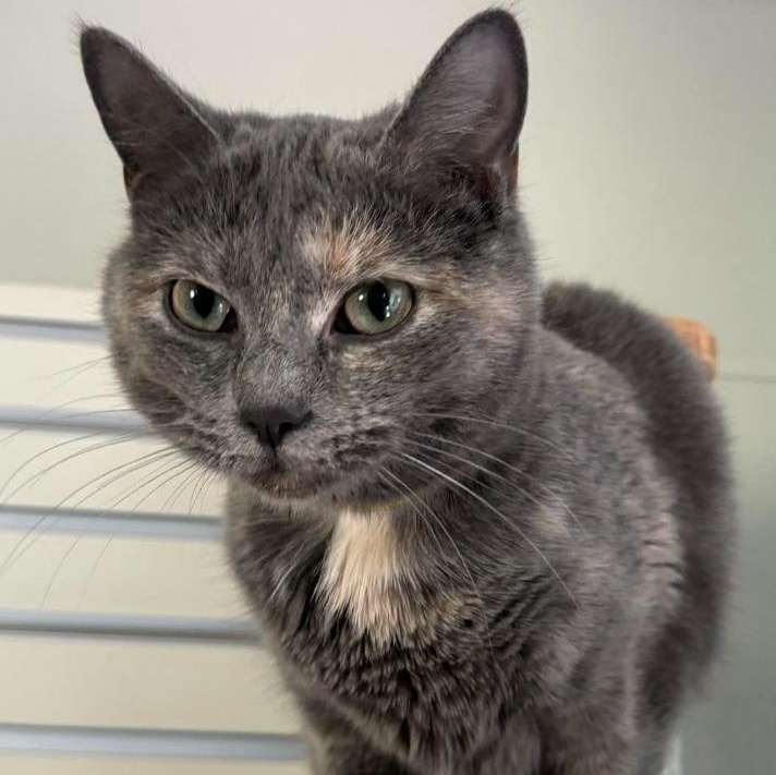 Cookie Crumble Frappuccino, Adoptable, Young Female Domestic Short Hair.