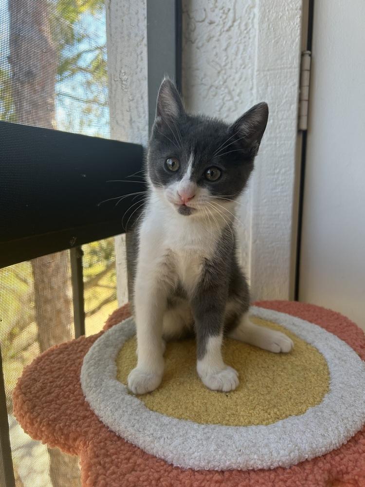 Piper, Adoptable, Kitten Female Domestic Short Hair.